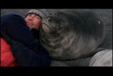 Mutual of Omaha's Wild Kingdom: Young Elephant Seals