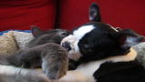 Puppies vs. Babies: Puppy and Kitty - Opposites Attract