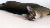 Cats 101: Chausie