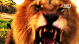 I'm Alive: Teenager Survives Three Lions