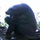 Mutual of Omaha's Wild Kingdom: Giant Otter Fishing Lessons