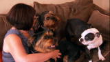 It's Me or the Dog: Canine Trouble