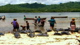 Blood Dolphins: Blood Trade in the Solomons