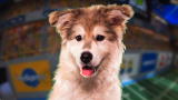 Puppy Bowl IX Puppy Profiles