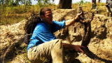 Wild Recon: Lace Monitor Venom