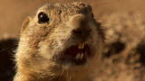 Mutual of Omaha's Wild Kingdom: Prairie Dog Baby Babble