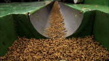 Monsters Inside Me: Screwworms Devour Flesh