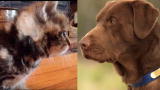 Dogs vs. Cats: An Epic Battle