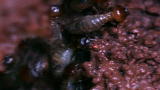 Rat Busters NYC: Dealing with Termites