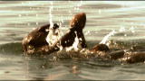 Mutual of Omaha's Wild Kingdom: Otter Cardio Jam