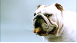 AKC/Eukanuba Championship: AKC/Eukanuba