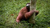Too Cute! Baby Sloths: Baby Sloths Get Potty Trained