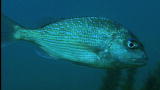 Top 10 Odd Animal Couples: Snapper's Parasites