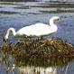 Planet's Funniest Animals: Double Swan