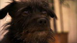 It's Me or the Dog: Diego
