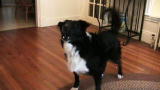 The Zak George Project: Teach Your Dog to Speak