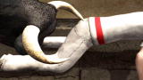 Untamed and Uncut: Disaster at Running of the Bulls