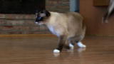 Cats 101: Snowshoe