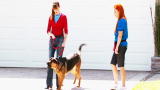 It's Me or the Dog: The Go-Get Game