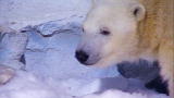 Most Outrageous: Polar Bear Diet