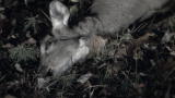 North Woods Law: Hunting Down Poachers