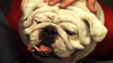 Top 10 Super Dogs: Bulldog