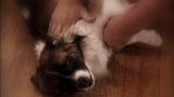 It's Me or the Dog: How to Make a Problem Worse