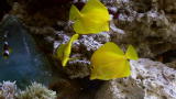 Tanked: Reveal: Living Reef Installation