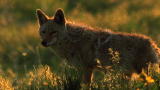 Top 10 Odd Animal Couples: Badger & Coyote