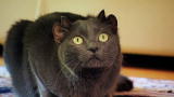 Must Love Cats: Yoda the Cat