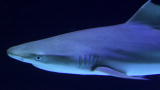 Tanked: Heather Swims with Sharks