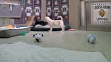 Puppy Bowl IX: Puppy Cam: Playtime for Rambunctious Puppies