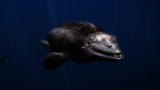 Animal Armageddon: Mosasaur
