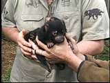 Mutual of Omaha's Wild Kingdom: Tasmanian Devil Babies