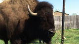 Bad Dog!: Wild Thing the Buffalo