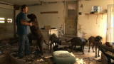 Confessions: Animal Hoarding: Man with 12 Mastiffs