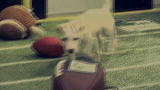 Puppy Bowl: Game Day Revisited: Puppy Bowl I: The Inaugural Game