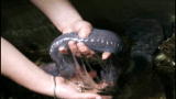 Top 10 Animal Gross Outs: Hagfish Slime
