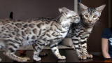 Cats 101: Bengal