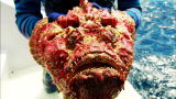 Wild Recon: Stonefish Venom