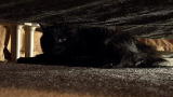 My Cat From Hell: Bad News Bear