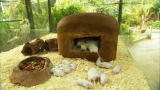 Most Outrageous: Mouse House