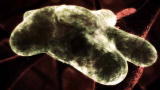 Monsters Inside Me: The Brain-Eating Amoeba