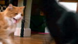 My Cat From Hell: Graveyard of Peed on Things