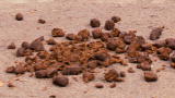 It's Me or the Dog: Pooper Scooper