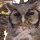 Meerkat Manor: Owl Watching