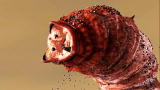 Freak Encounters: Mongolian Death Worm