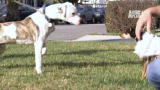 Pit Bulls and Parolees: Adopting Pit Bulls