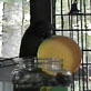 Planet's Funniest Animals: Parrot Opens Jar
