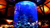 Tanked: Meet the Tanked Family